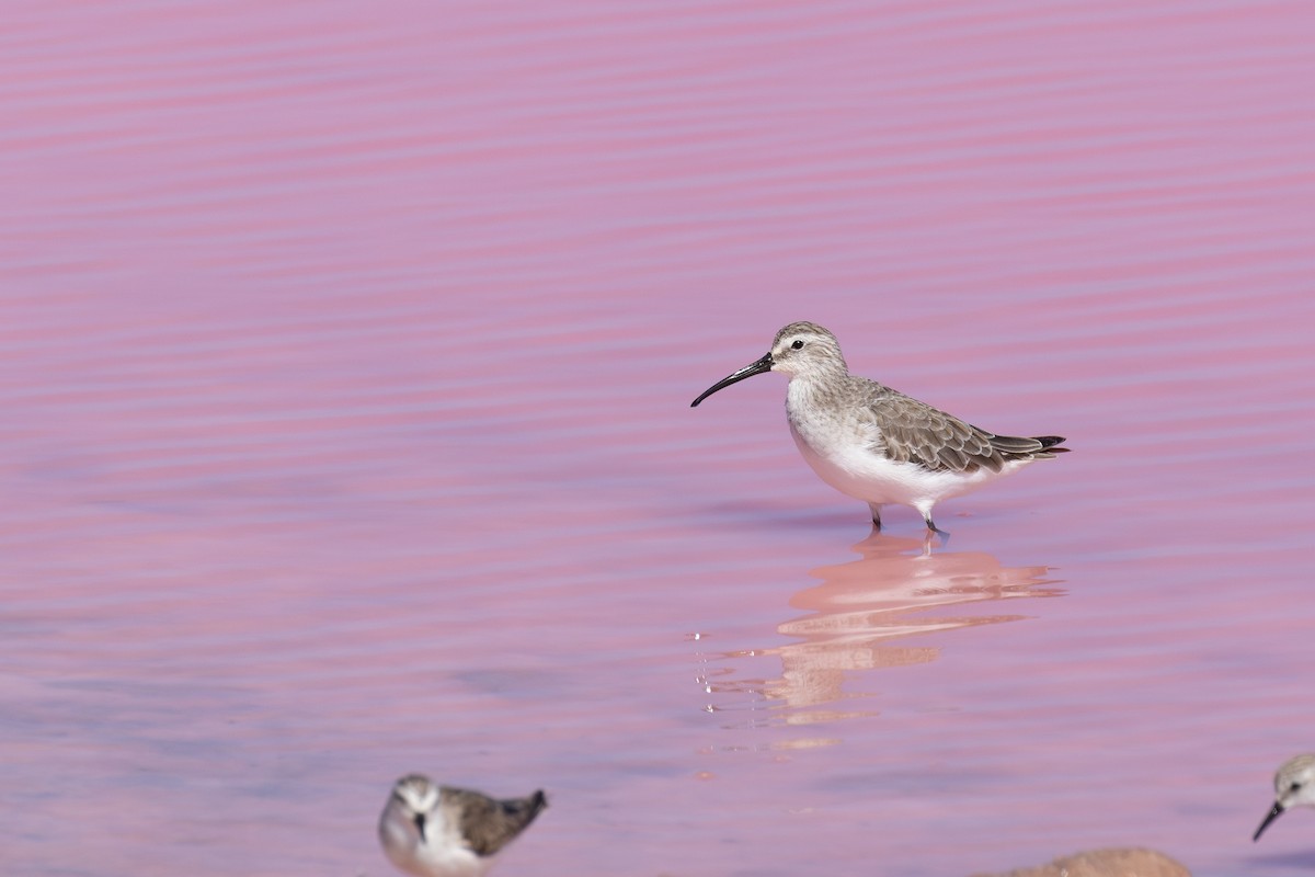 Curlew Sandpiper - ML647669399
