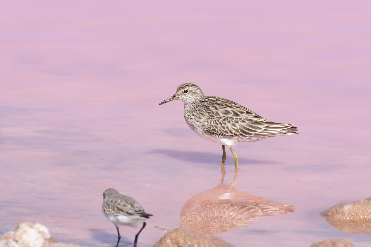Sharp-tailed Sandpiper - ML647669403