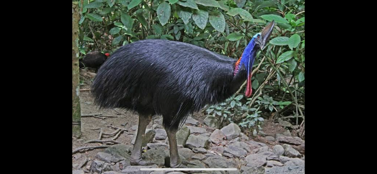 toflikkasuar - ML647669417