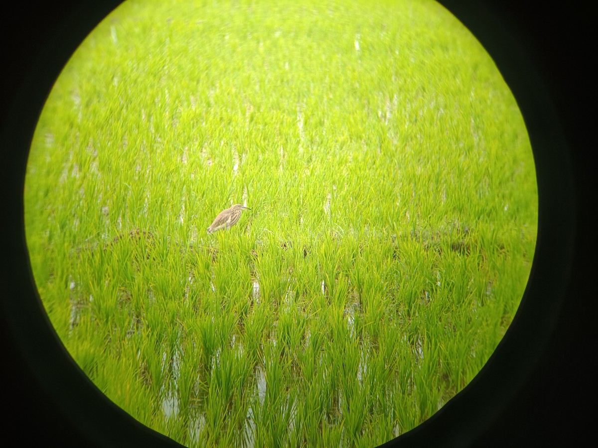 Garcilla India - ML647669426