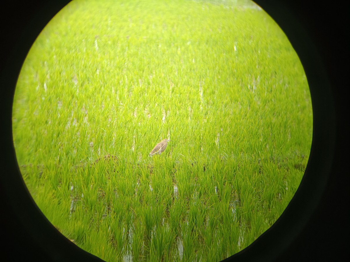 Garcilla India - ML647669427