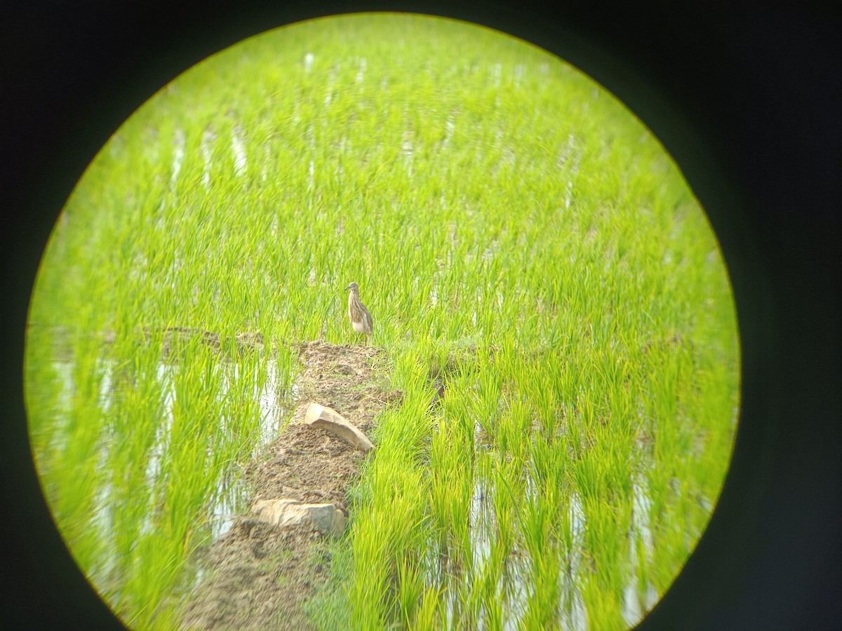 Garcilla India - ML647669428