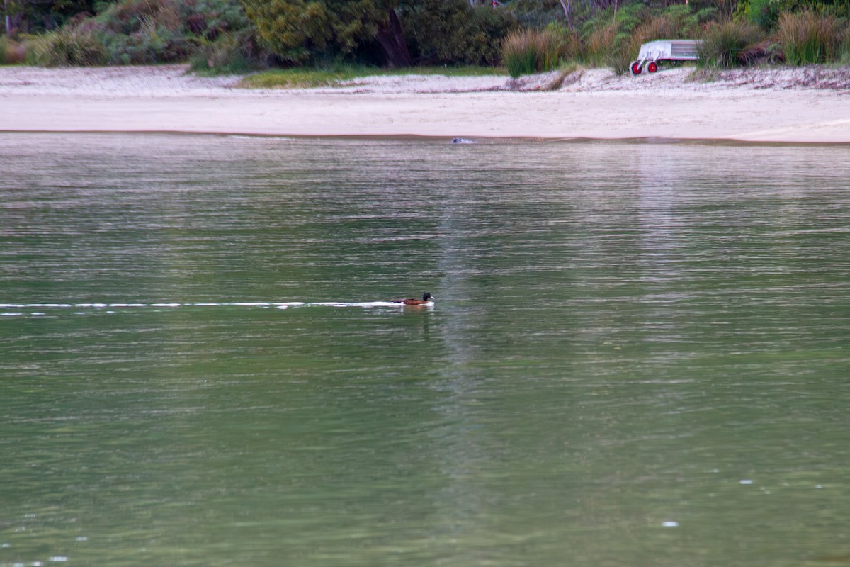 Chestnut Teal - ML647669429