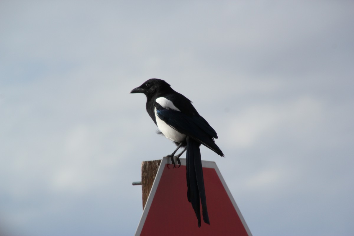 Сорока канадська - ML647669436