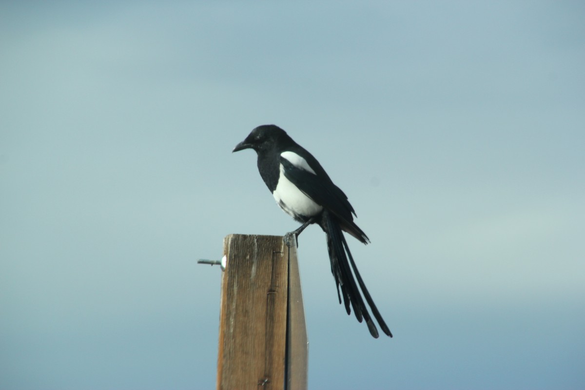 Сорока канадська - ML647669437