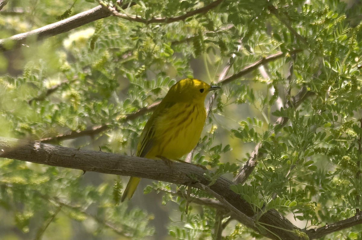 Northern Yellow Warbler - ML647669439