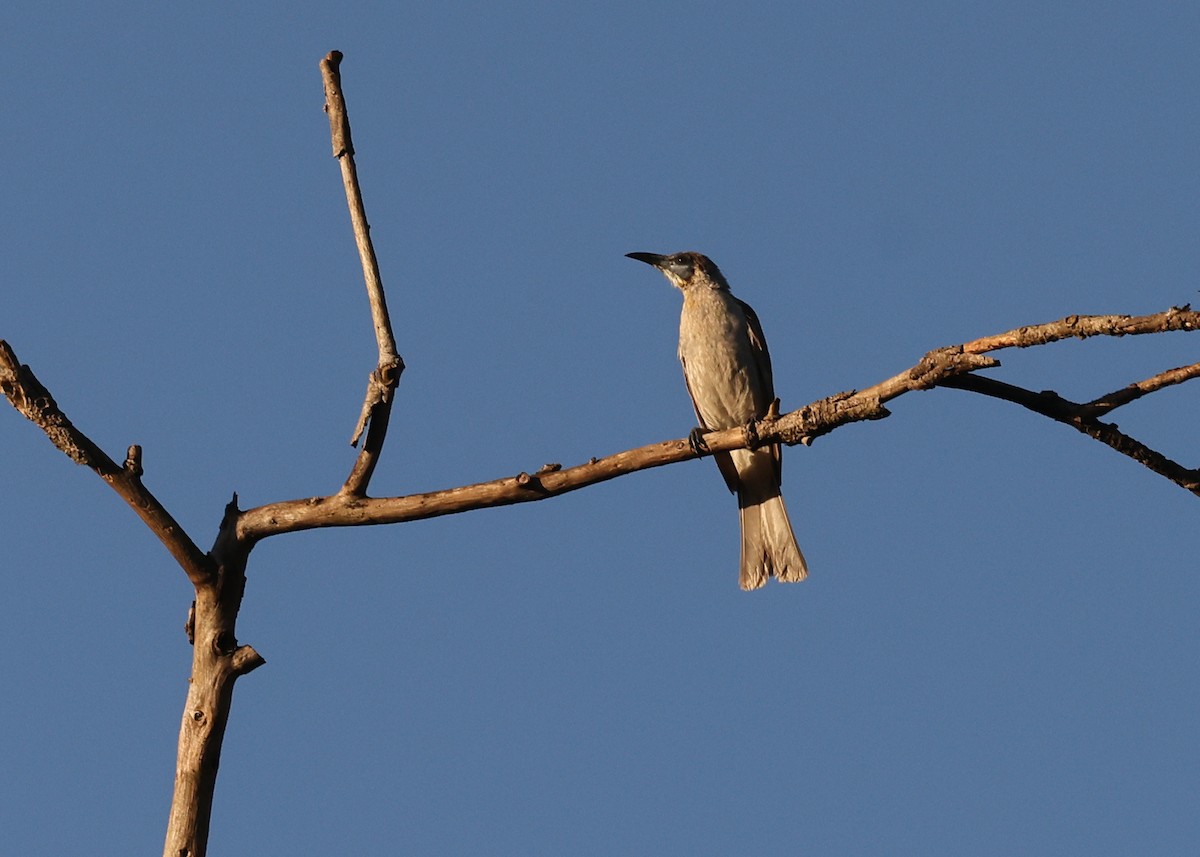 Little Friarbird - ML647669445