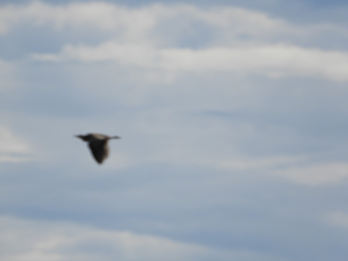 オーストラリアサンカノゴイ - ML647669453