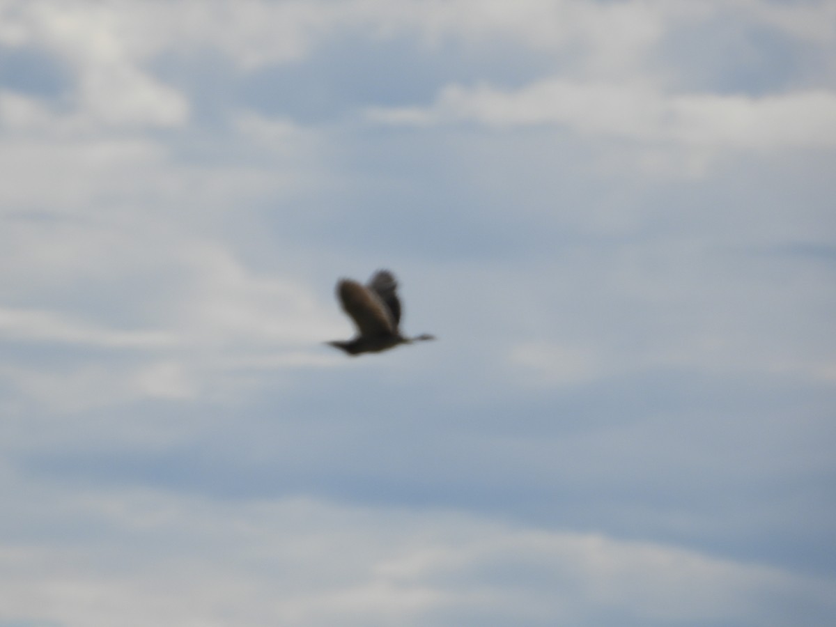 オーストラリアサンカノゴイ - ML647669454