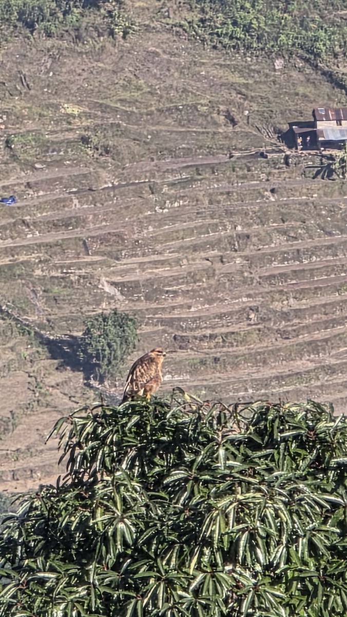 Long-legged Buzzard - ML647669457
