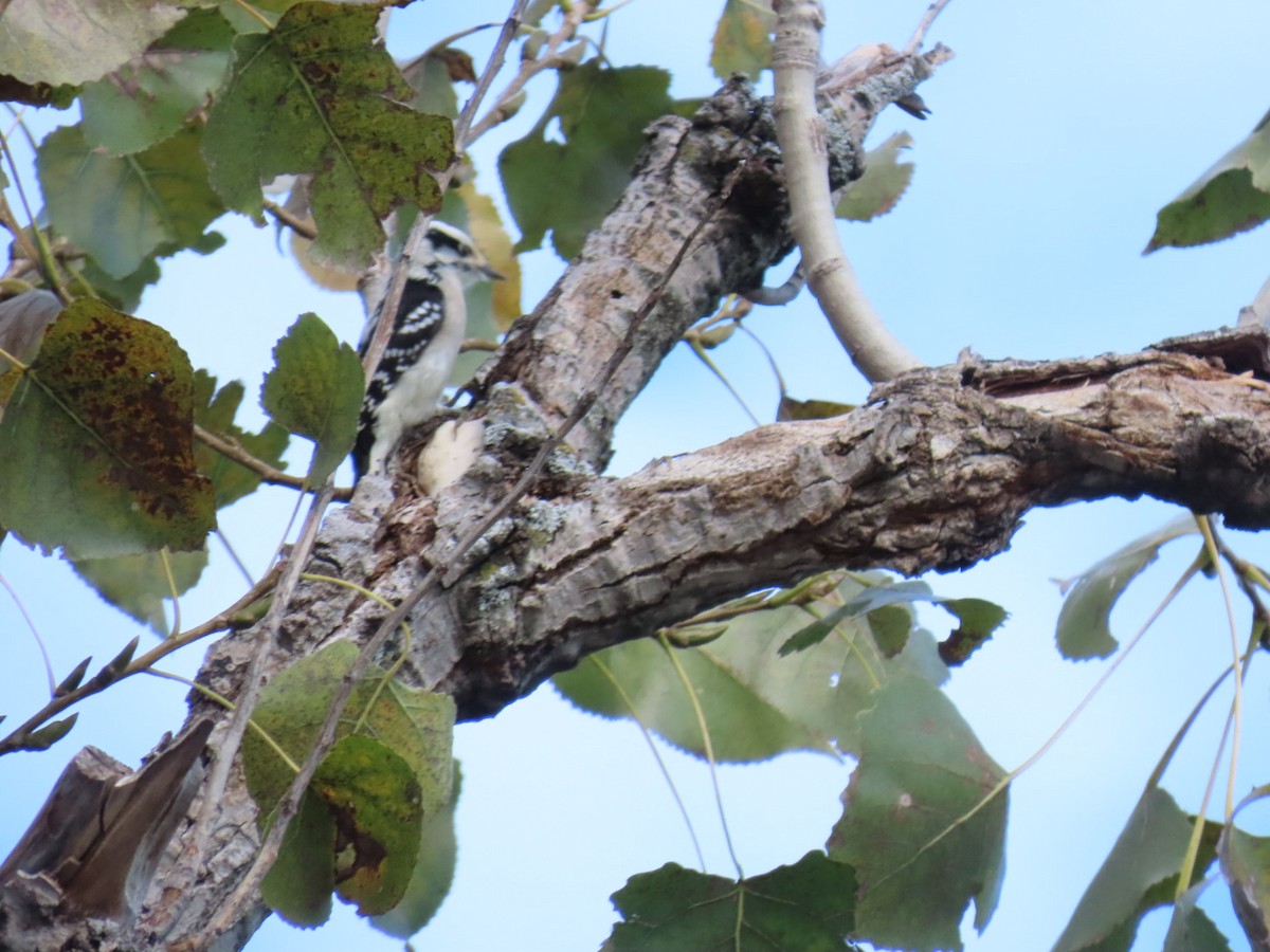 Downy Woodpecker - ML647669466