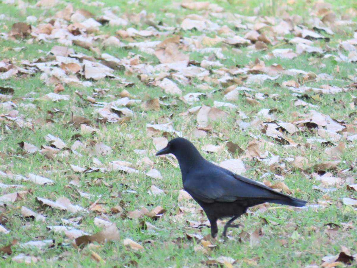 American Crow - ML647669468