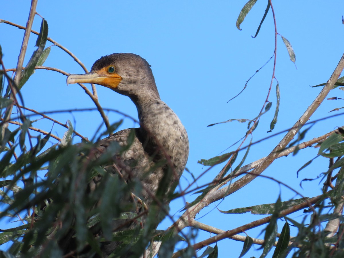 Double-crested Cormorant - ML647669469