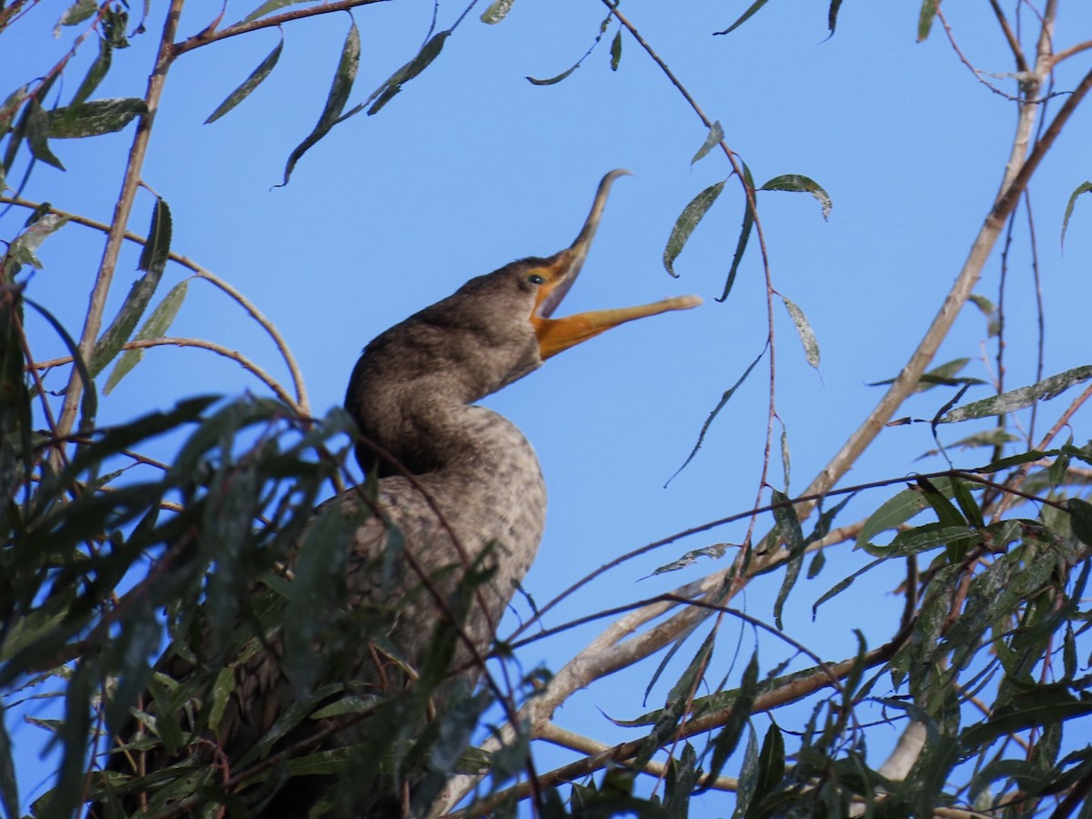 Double-crested Cormorant - ML647669470