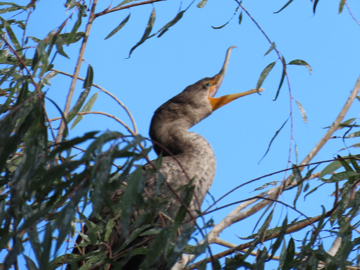 Double-crested Cormorant - ML647669474