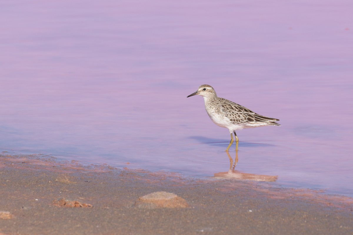 Sharp-tailed Sandpiper - ML647669485
