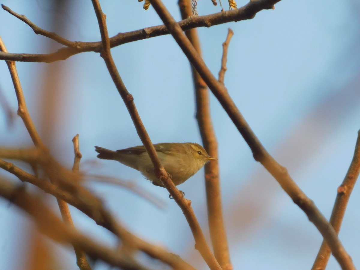 østsanger - ML647669512