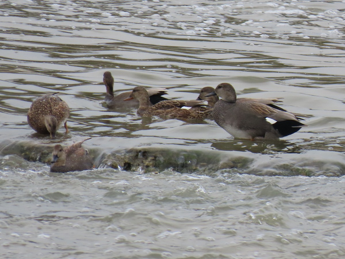 Canard chipeau - ML647669543