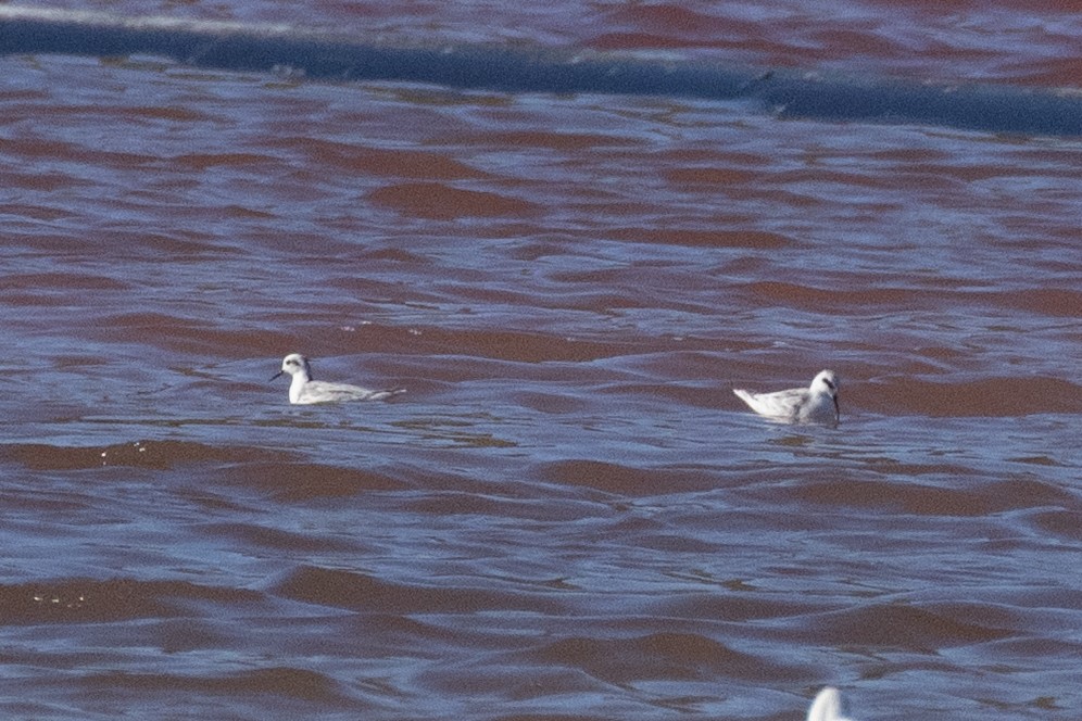 Red-necked Phalarope - ML647669564