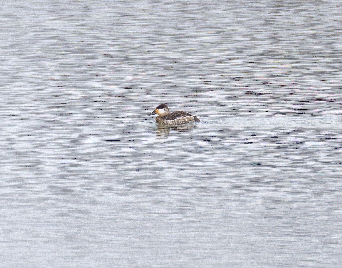 Schwarzkopf-Ruderente - ML647669572