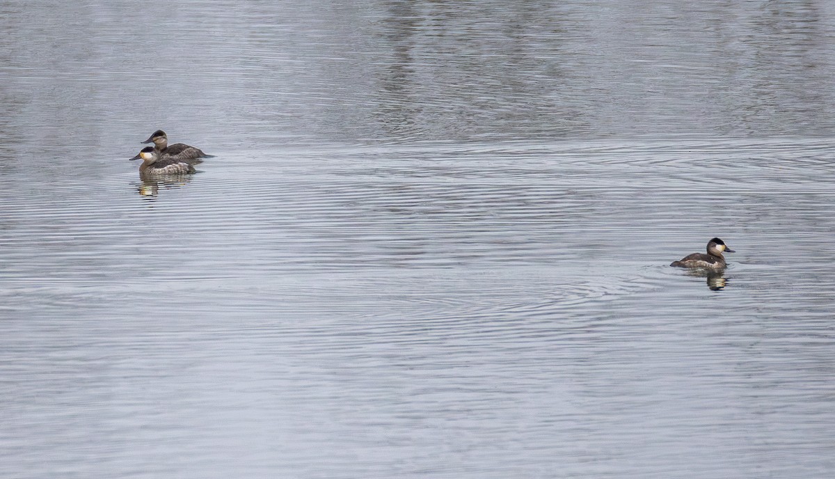 Schwarzkopf-Ruderente - ML647669573