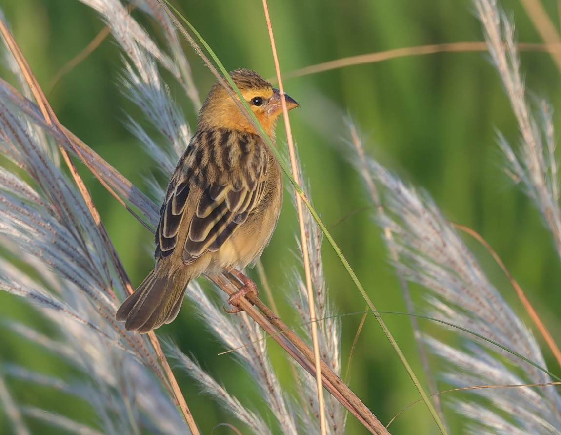 Ткачик золоточеревий - ML647669600