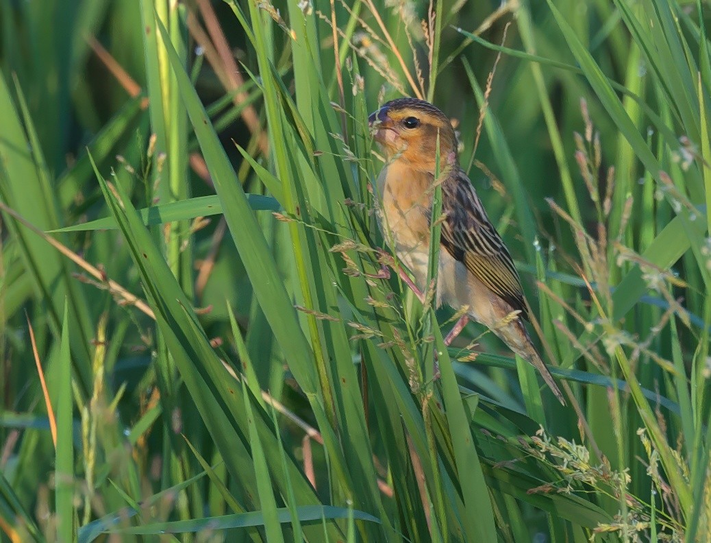 Ткачик золоточеревий - ML647669601