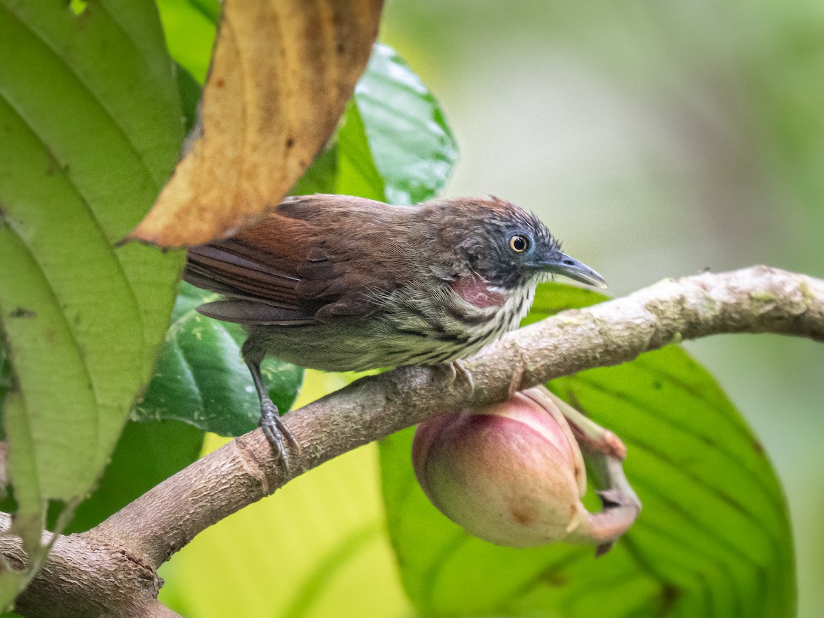 シマムシクイチメドリ - ML647669615