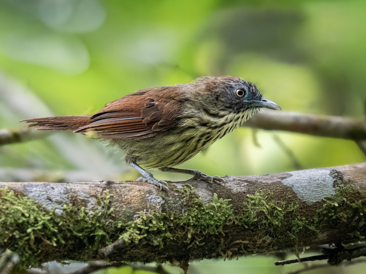 シマムシクイチメドリ - ML647669616