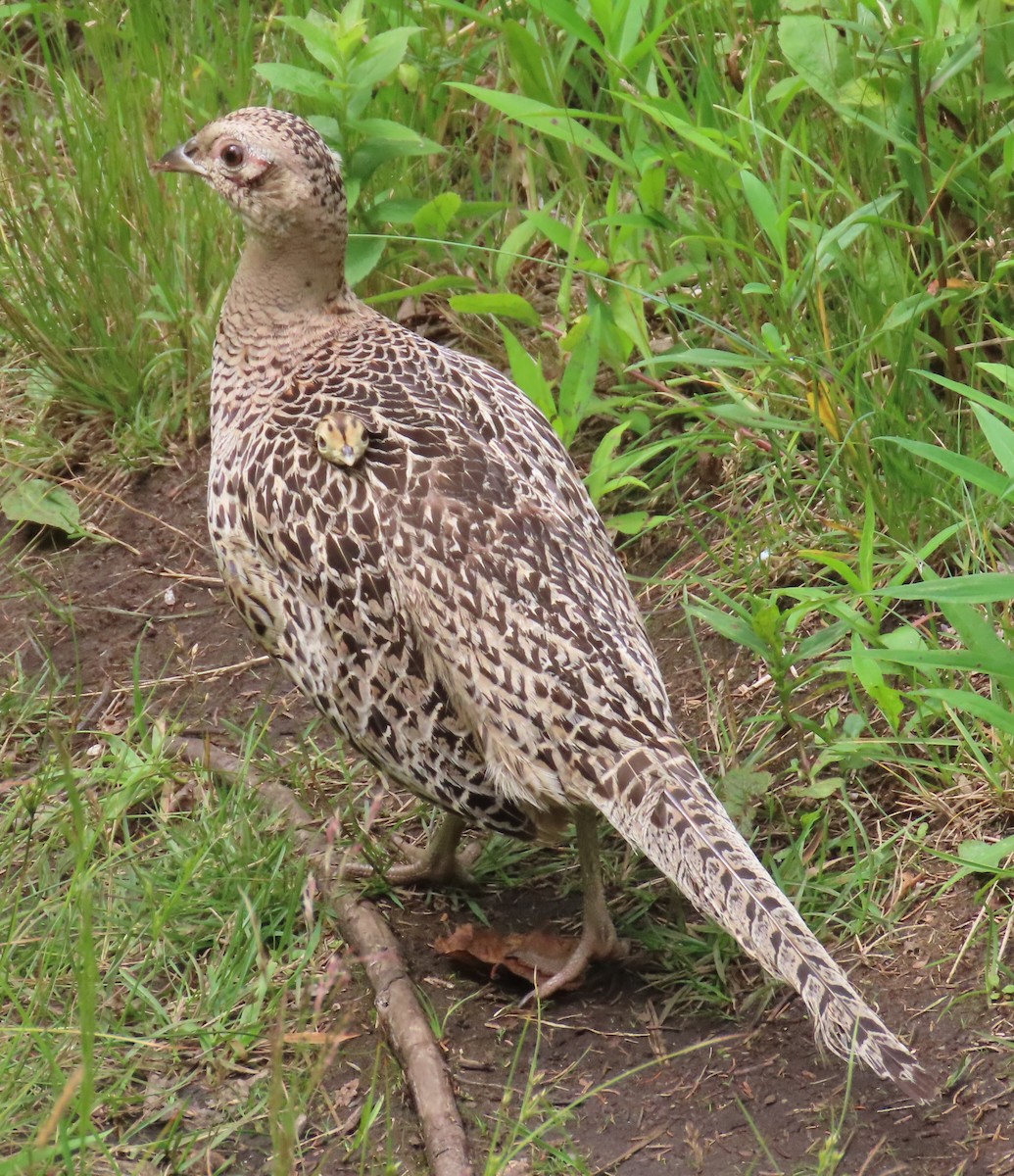 Sülün - ML647669617