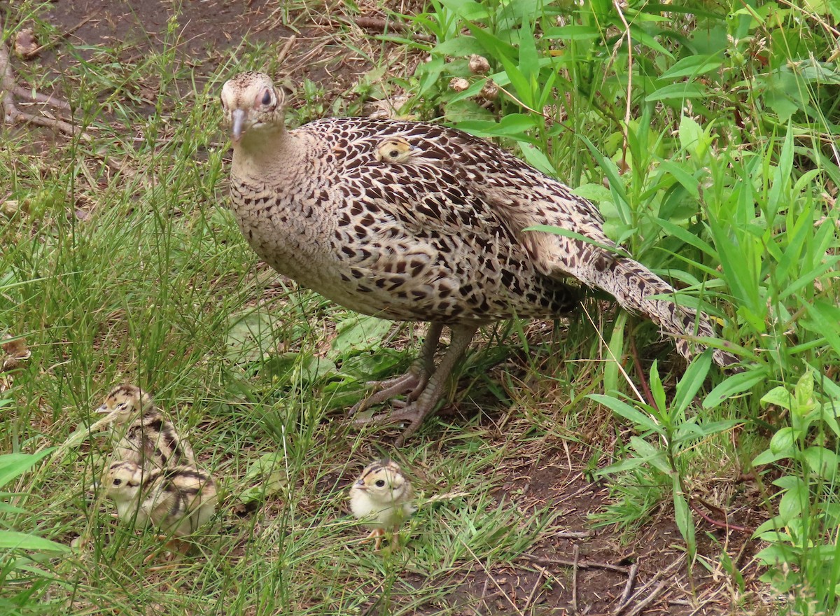 Sülün - ML647669618