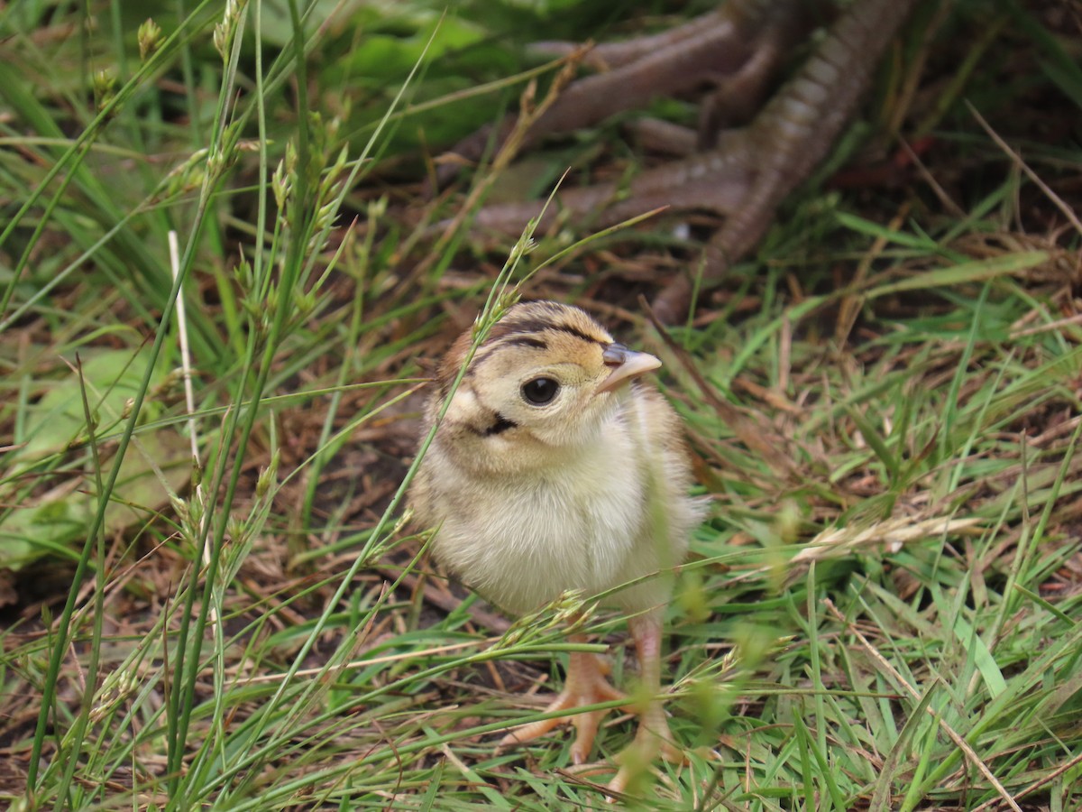 Sülün - ML647669619