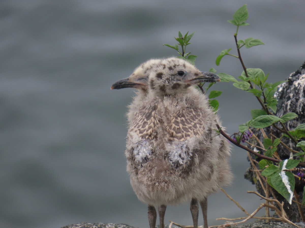 racek americký - ML647669623