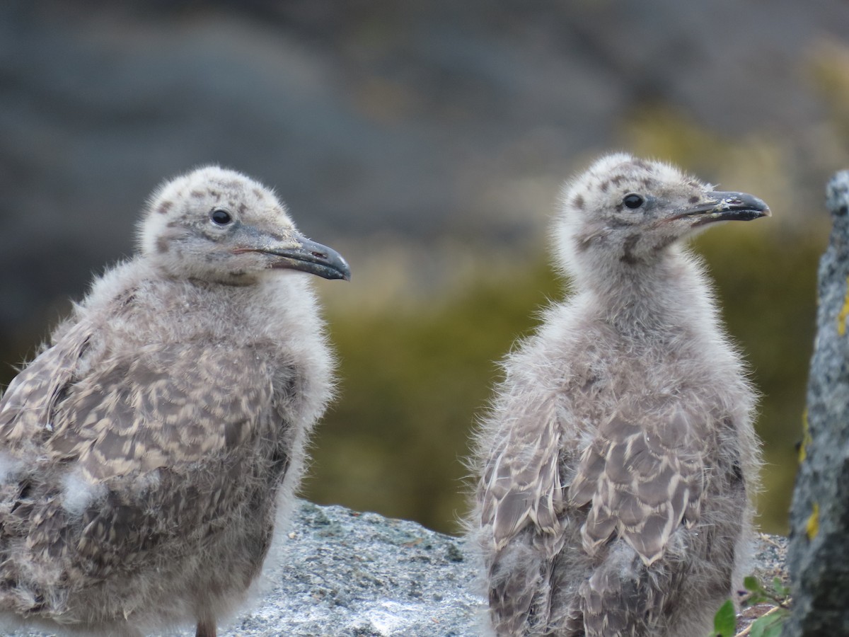 racek americký - ML647669624