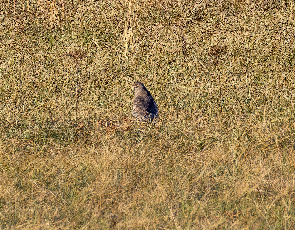 Northern Harrier - ML647669634