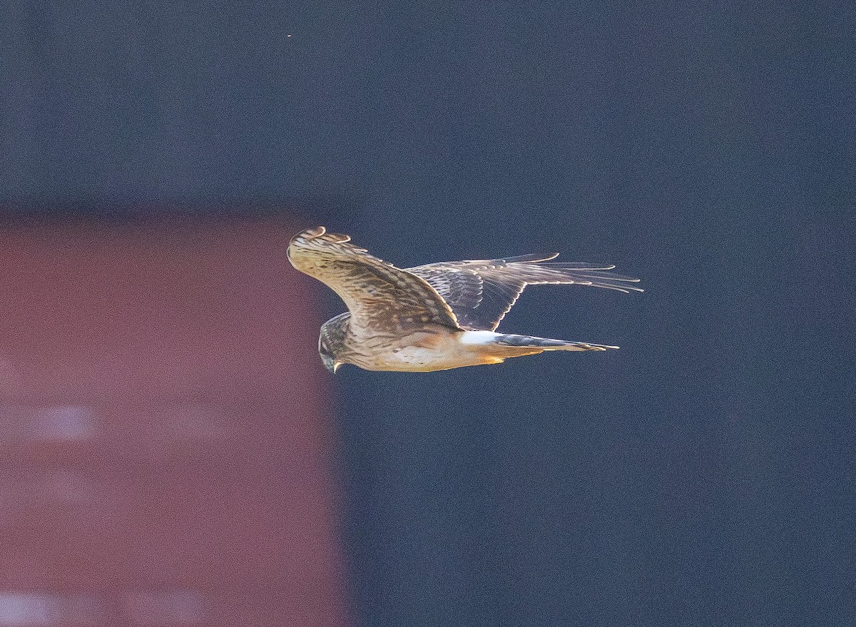 Northern Harrier - ML647669635