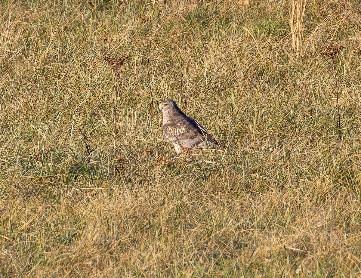 Northern Harrier - ML647669636
