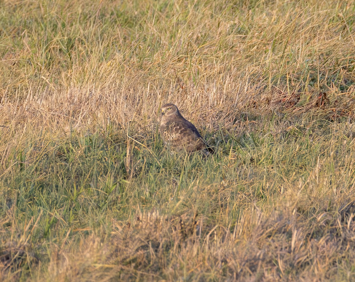 Northern Harrier - ML647669637