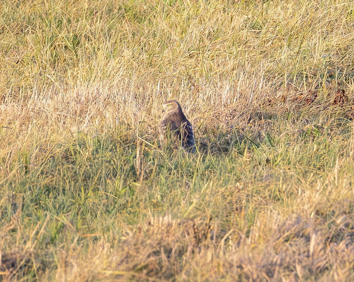 Northern Harrier - ML647669638