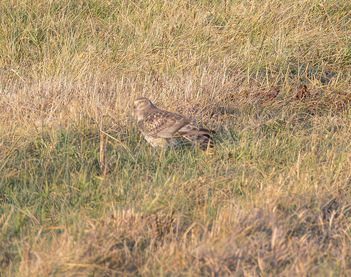 Northern Harrier - ML647669639