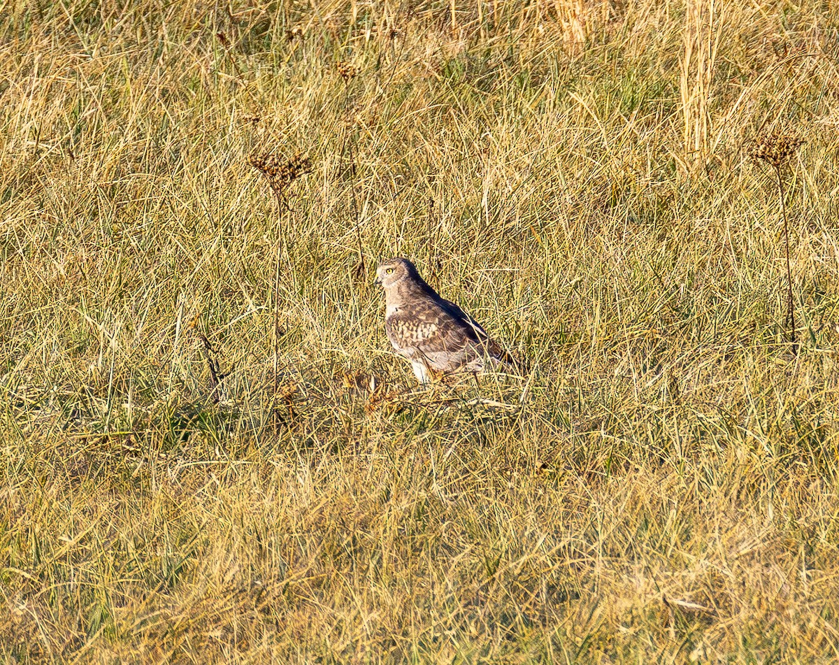 Northern Harrier - ML647669640
