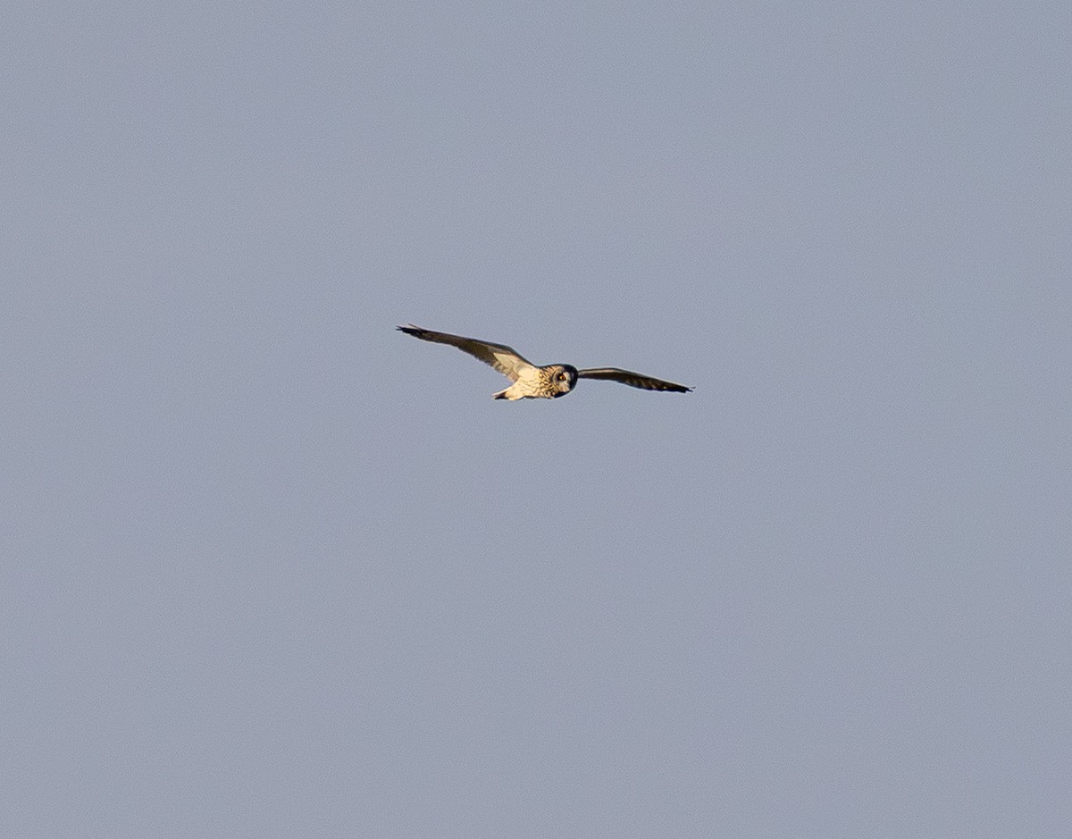 Short-eared Owl - ML647669680