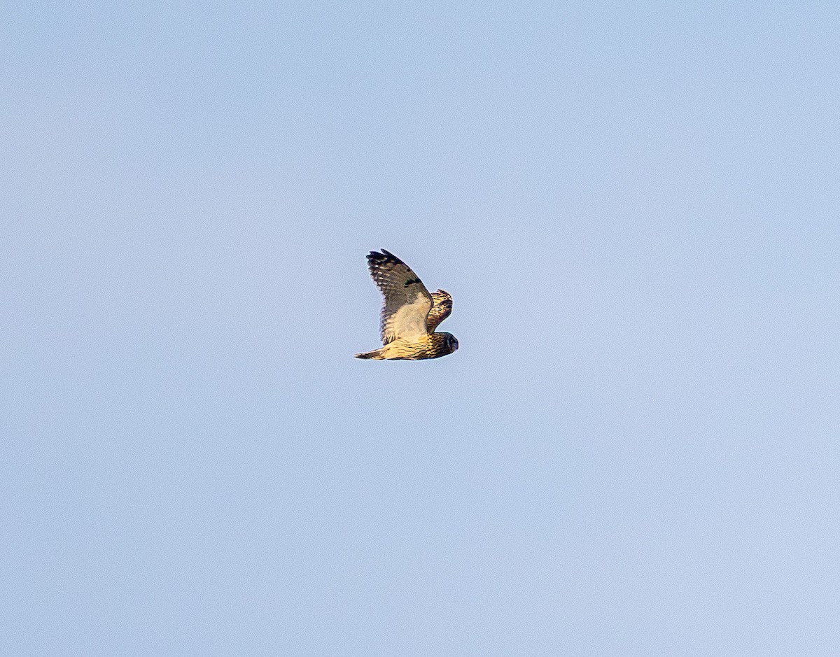Short-eared Owl - ML647669682