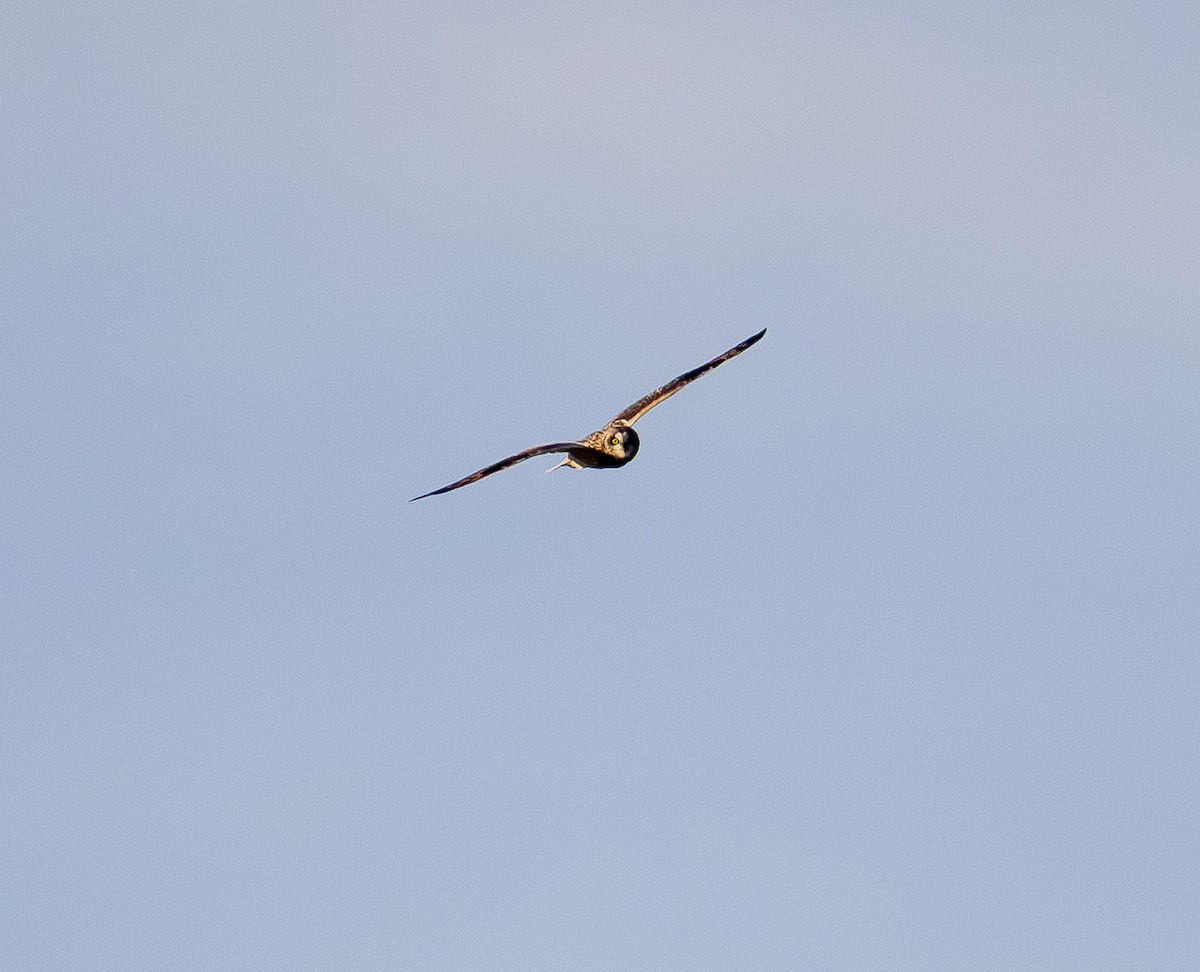 Short-eared Owl - ML647669683