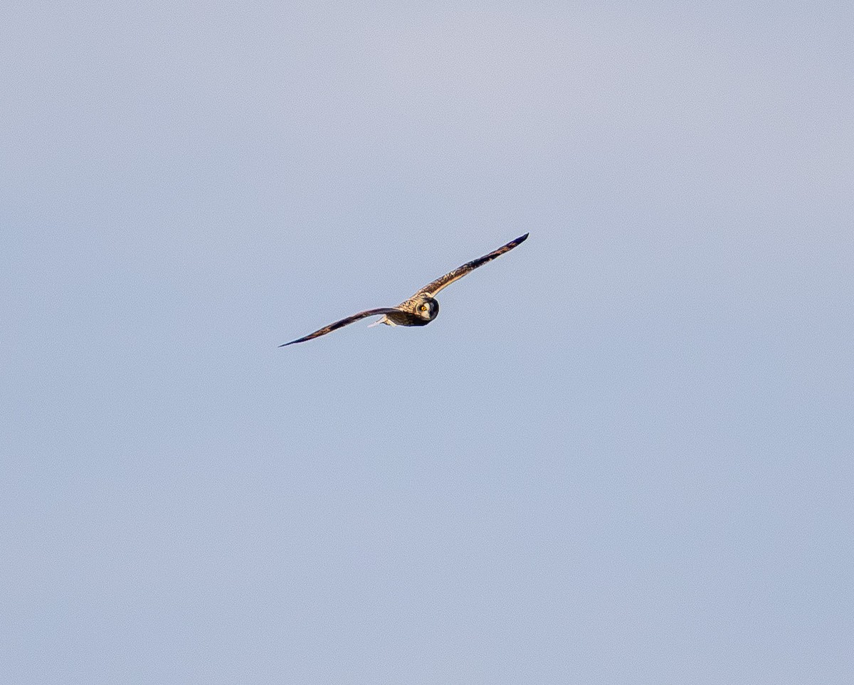 Short-eared Owl - ML647669684