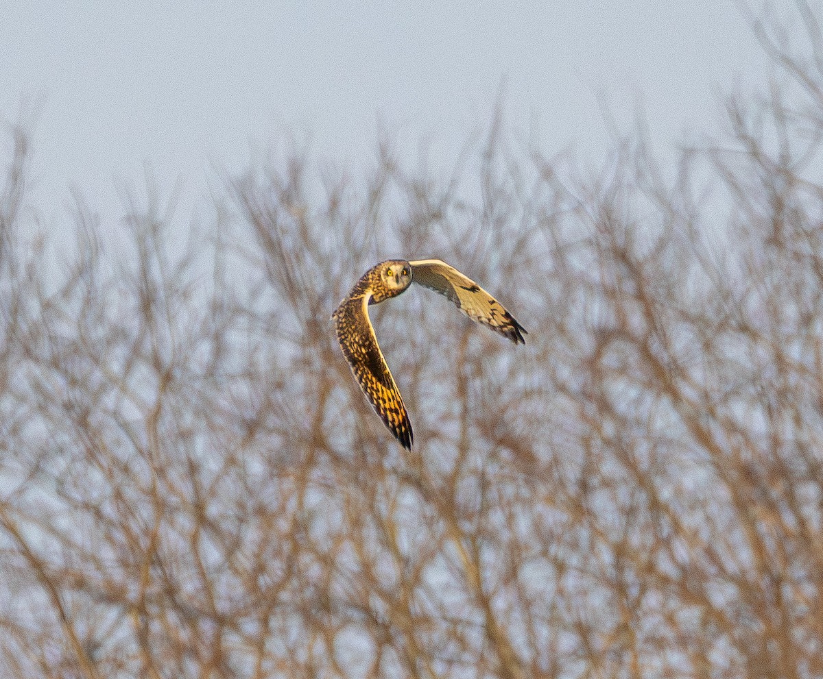 Short-eared Owl - ML647669685
