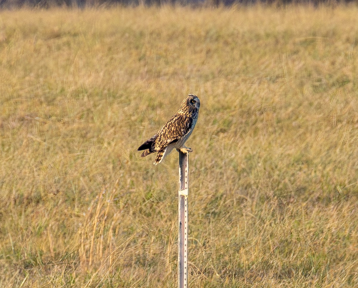 Short-eared Owl - ML647669686