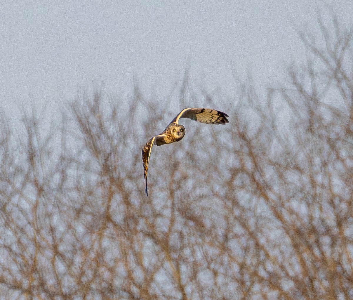 Short-eared Owl - ML647669687