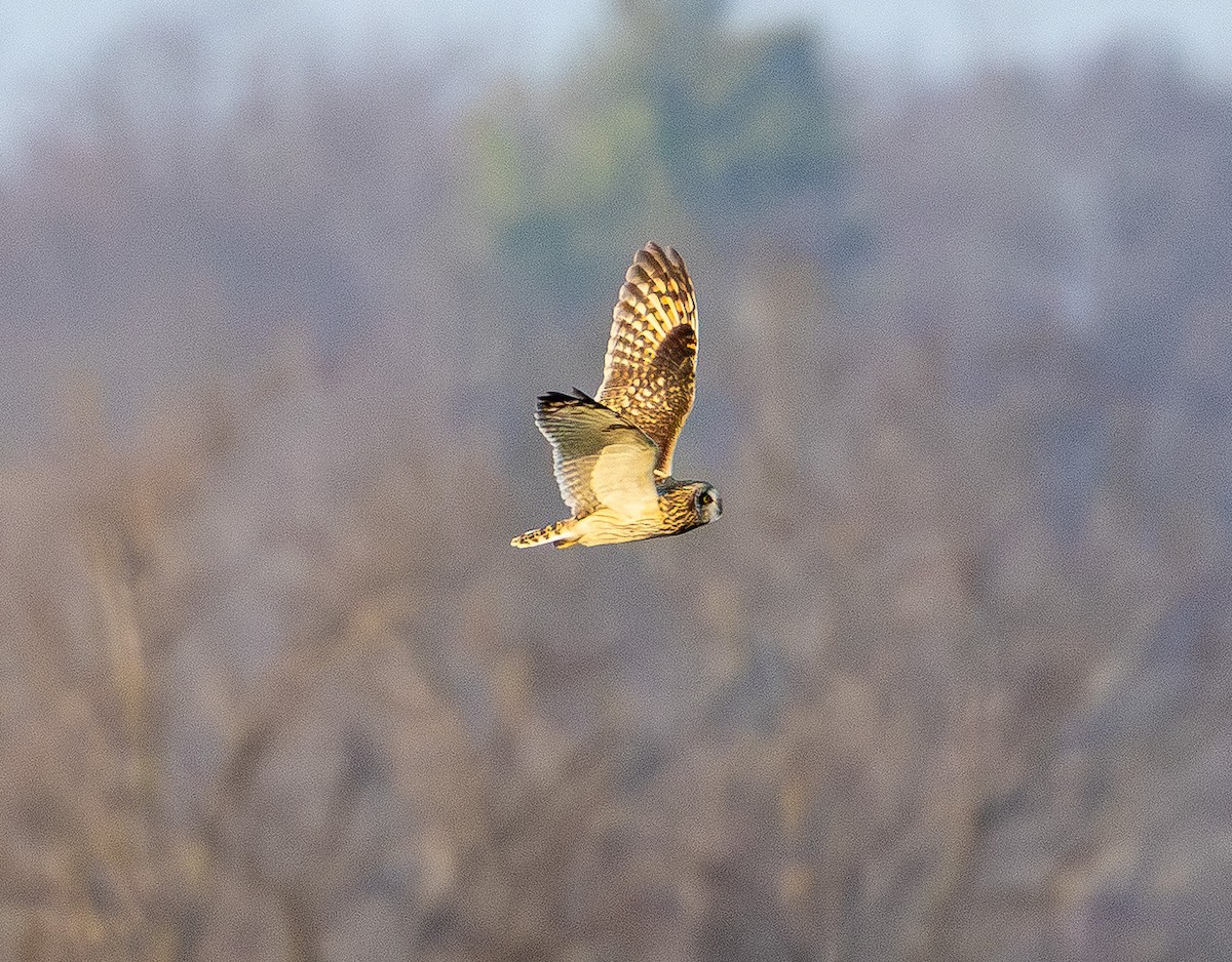 Short-eared Owl - ML647669688