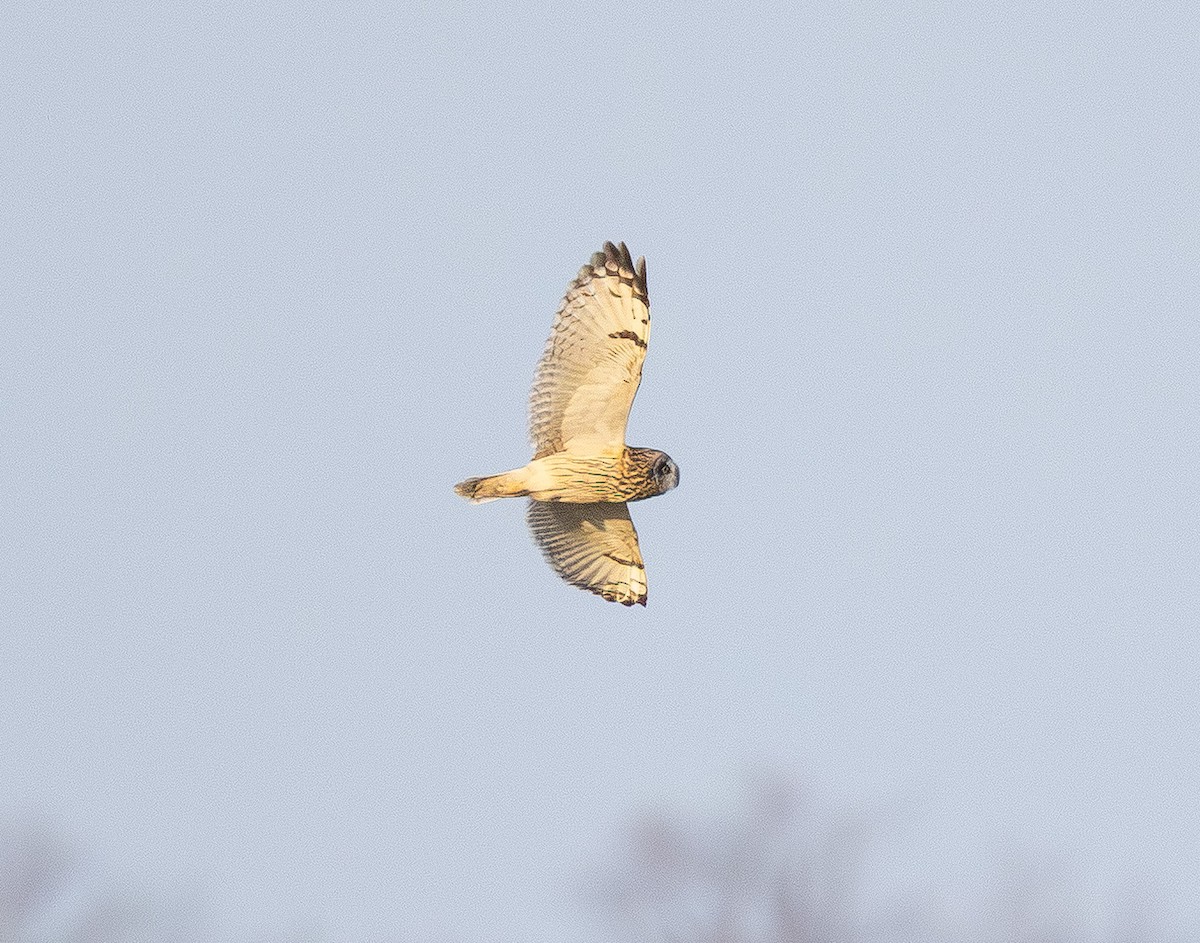 Short-eared Owl - ML647669689